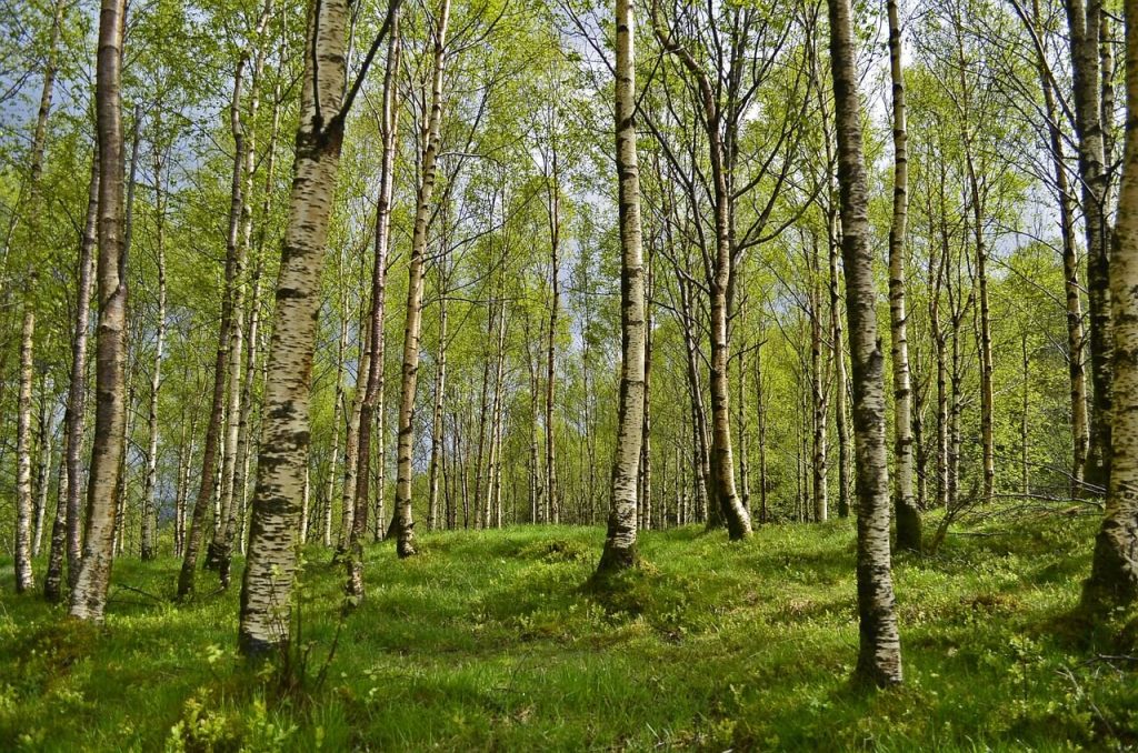 Birch Trees